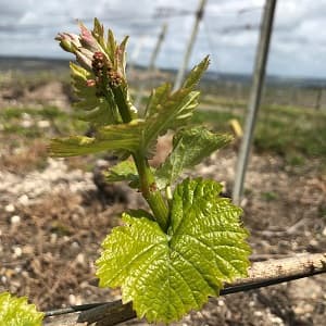 le chardonnay pour faire un champagne blanc de blancs