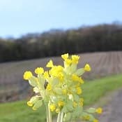 Liage en Champagne printemps 2019