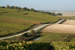 Bassin de rétention d'eau dans les vignes de Champagne