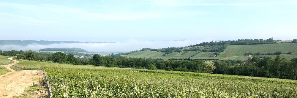 palissage de la vigne