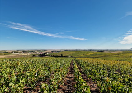 Producteur de champagne en octobre 2026