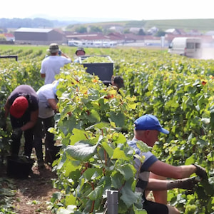Les vendanges chez un producteur de Champagne
