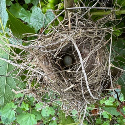 Le travail dans les vignes en aout
