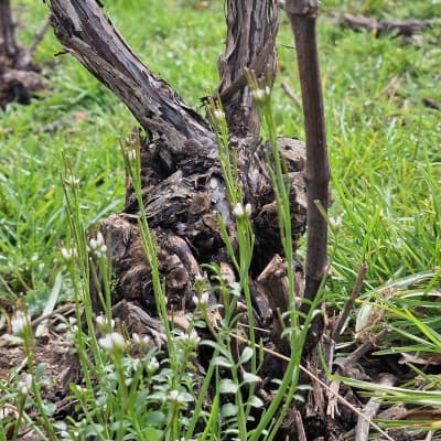 vigneron HVE en champagne