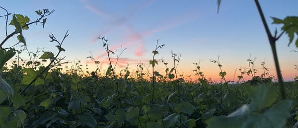 Les vignes du producteur de champagne Yveline Prat en juin 2021 