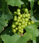 Raisin de champagne juillet 2007