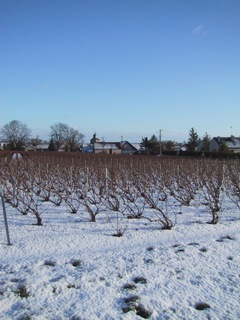 vignes de Vert-Toulon sous la neige