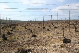 Vigne de champagne liée