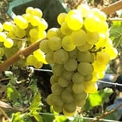 Les vendanges en Champagne 2018