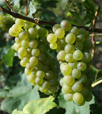 Des grappes de Chardonnay bien charnues vendange 2014