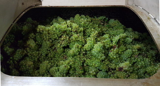 Raisins charges dans le pressoir