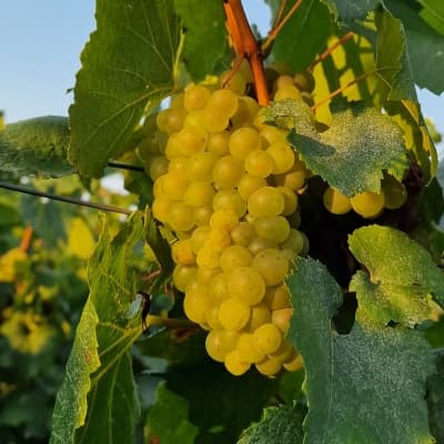 Champagne 100 chardonnay