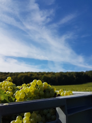Chardonnays sous le ciel bleu des vendanges 2016