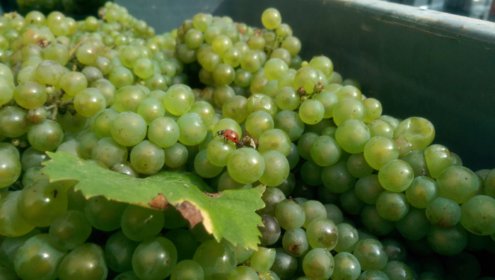 Nos amies les coccinelles toujours presentes aux vendanges