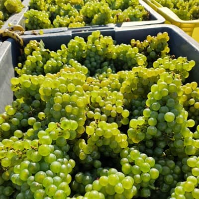 Champagne 100% chardonnay 