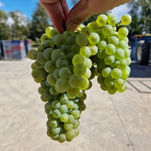 Une belle grappe de Chardonnay pour notre Champagne blanc de blanc georges de la chapelle