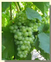 Raisin Chardonnay au 30 aout 2004