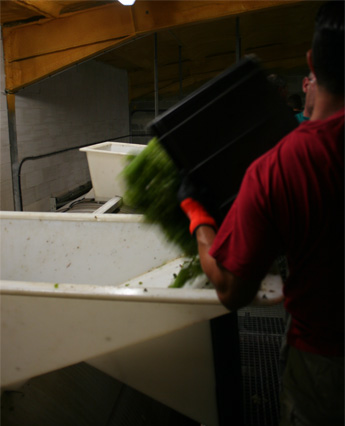 Les caisses sont videes a la main dans le pressoir