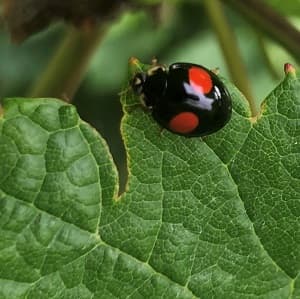 Une coccinelle en travaillant dans les vignes de champagne 