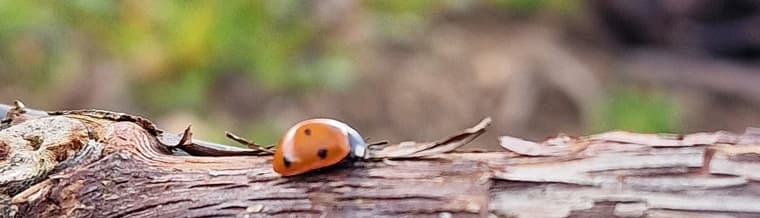 Petit producteur en champagne en avril