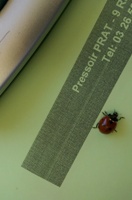 Nos amies les coccinelles etaient bien presentes cette annee vendanges 2015