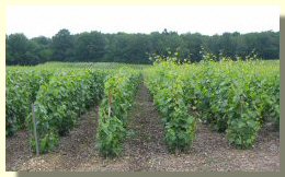 Vignes rognées juin 2004 - cliquez pour agrandir 