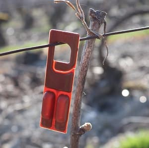 Confusion sexuelle en Champagne