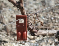 Confusion sexuelle dans les vignes de champagne
