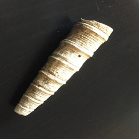 Coquillage bassin parisien