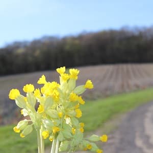 Coucou ou Primula veris