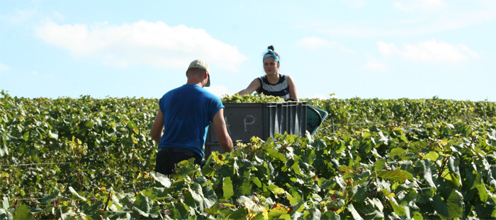 Les caisses de raisins sont debardees autrement dit descendues en bas des rayons de vigne