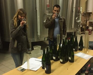 Dégustation des vins clairs avant assemblage des champagnes