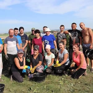 Les vendanges chez un producteur de champagne RM indépendant