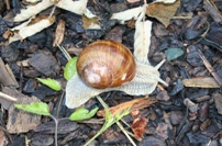 Escargot dans les vignes de champagne