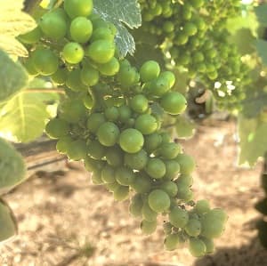 Une grappe de pinot meunier le 26 juin 2018 en étape de fernmeture