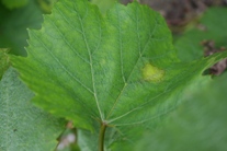 Feuille de vigne avec mildiou