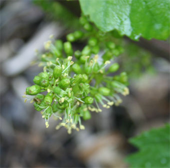 Fleur de raisin en champagne