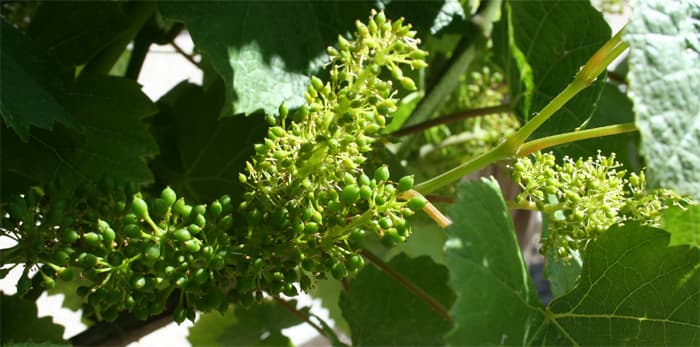 Raisin en fleurs à différents stade fin juin 2014