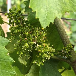 Les raisins en fleur en Champagne