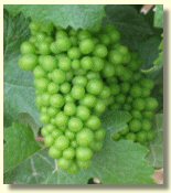 Raisin Pinot Noir fin juillet 2004