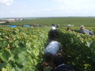 Hordon de vendangeurs champagne Prat