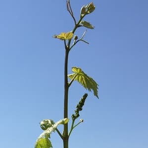 Inflorescence de chardonnay ou bebe raisin