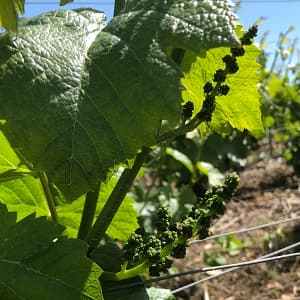 Inflorescence pinot noir