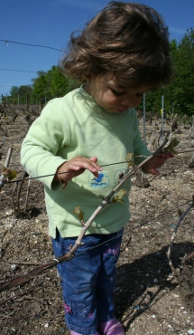 Notre petite-fille Julie dans les vignes mai 2008