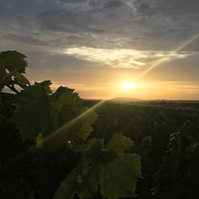 Lever de soleil sur les vignes de Vert Toulon et le Mont Aimé