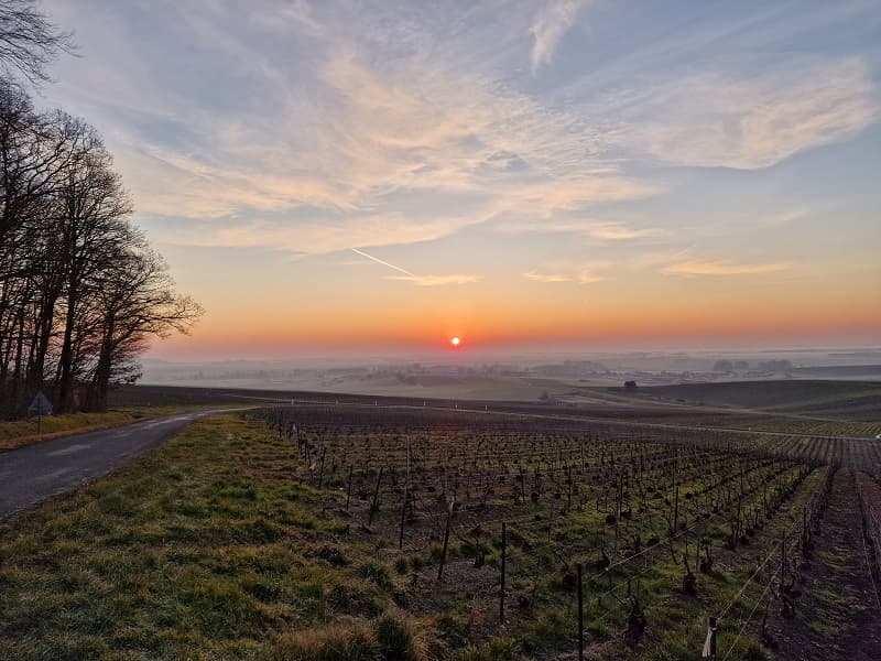 Lever de soleil sur les vignes de Champagne avant le mois d avril