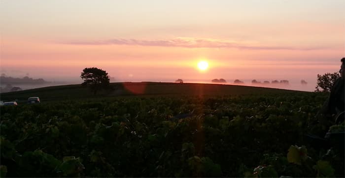 Lever de soleil dans les vignes vendanges 2013