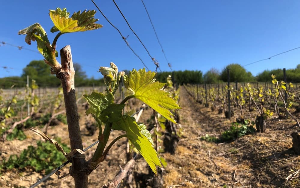Lier les vignes en Champagne avril 2020