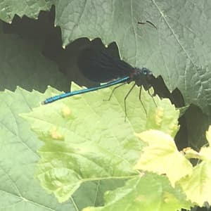 Libellule bleuu dans les vignes de Champagne