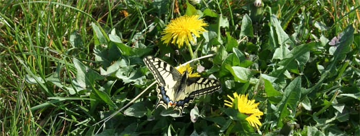 Superbe papillon Machaon dans les vignes de Vert Toulon avril 2014